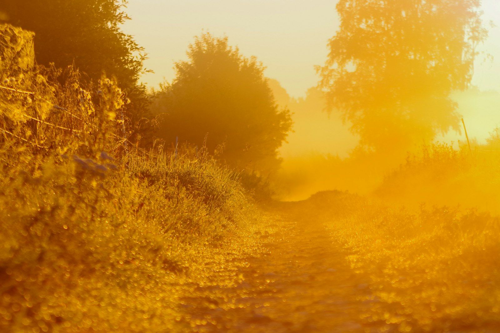 Dirt path disappearing into low morning mist over sunlit fields, the feel of an early Camino start