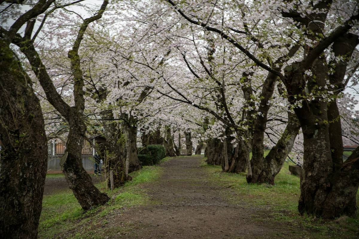 Walking path lined with trees in full spring blossom, the season many pilgrims pick for the Camino Portugues
