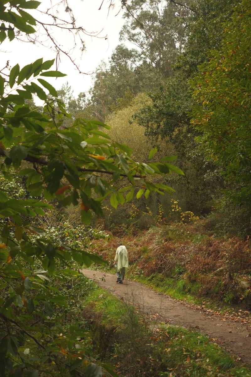 Lone walker on a misty green forest trail in Galicia, typical damp morning on the final stages