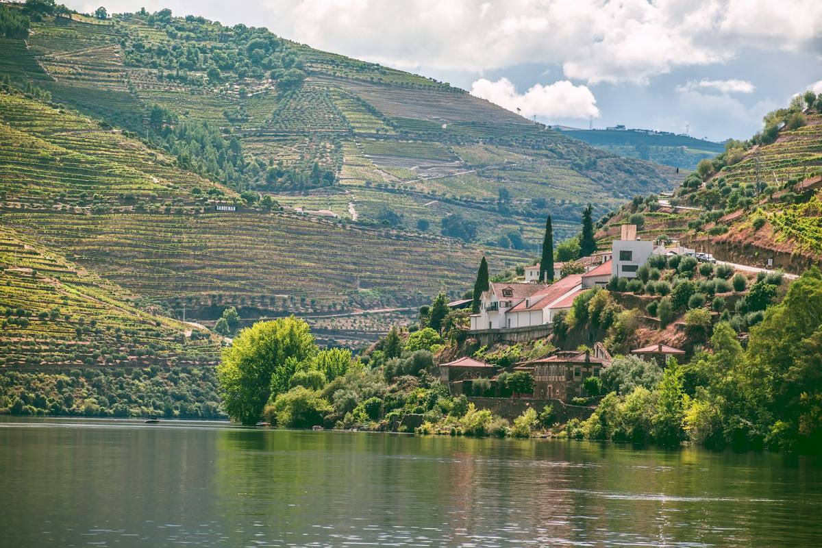 Lush green summer vineyards rising above the river at Quinta de la Rosa, Pinhao, in northern Portugal wine country