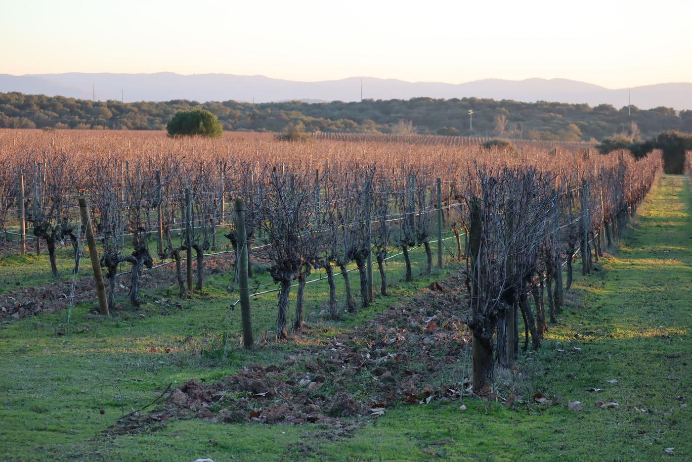 Summer sun rising over rows of vines in Portuguese wine country